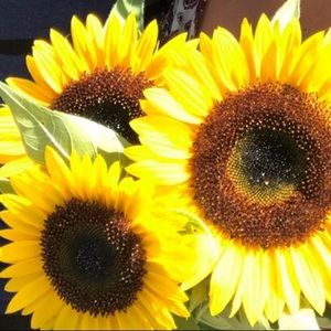 Meet your Posher, Emma